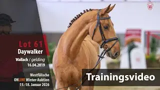 Online Winter-Auktion 2026 Training Lot 61 Daywalker Wallach v. Diathago - Acordplus