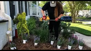 Высадка живой изгороди из проверенных победителей. Кошачья пижама Nepeta / Dirt and Dish