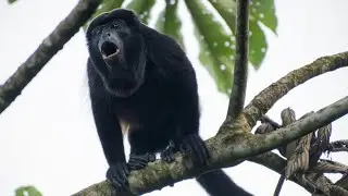 Mono Aullador o Mono Congo (Alouatta palliata) - Mantled howler - Hurleur &agrave; manteau.