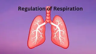 Know How Your Body Controls Breathing |Control or Respiration|Breath Control