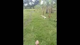 new saba farm