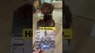 Puppy interrupting my booktube short for my mystery thriller,  #funicular #puppy #booktube #books
