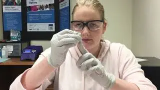 PCR Amplifying the COI Gene