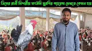 What do the Egg Queen Fayoumi chicken parents look like? | Egg Queen Fayoumi Parent Stock