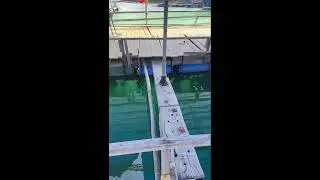 Big Fish Strike at Sea LIVE | 海で大物ヒット生中継 2026-01-11 15:58:03