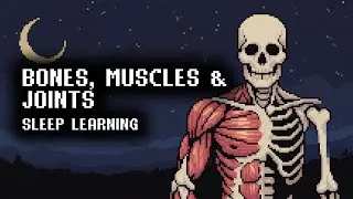 The Human Musculoskeletal System | 3 Hours of Quiet Anatomy Learning