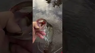 Another tarpon on the 4wt  #poon #tarpon #fishing #flyfishingaddict #flyfishing #swamp #marshrat