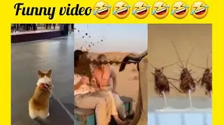 Hilarious Animals Being Too Funny to Handle! 🐶🐱🦣🐅