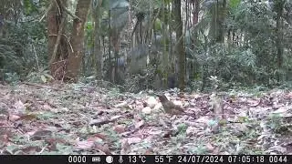 Trinca ferro - Nome cient&iacute;fico Saltator similis. #cameratrap #preserva&ccedil;&atilde;odanatureza #trincaferro