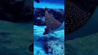 Spotted Eagle Ray in Cozumel #travel #cozumel #scubadiving #mexico #turtlewatching #scubalovers
