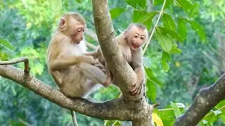 A Brave Baby  Angry Seriously, Monkey Attack