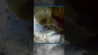 Why I Dive 54 Spotted Moray Eel