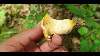 Chantrelle vs girolle  18 juin 2020