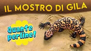 Il Mostro di Gila: quante perline! ► Puntata 219