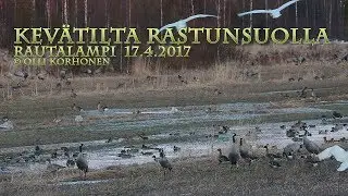 Kev&auml;tillan lintupaljoutta Rastunsuolla