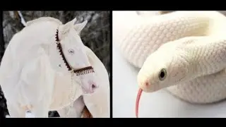 9 most rare white animals in the world | Rare White Animals | Albino Creatures | Techbye world