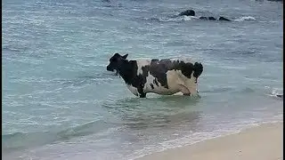 Animals Reclaiming The World