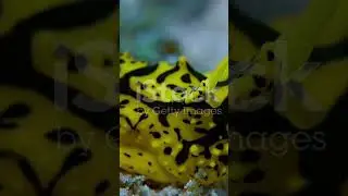 This is Aquaman in real life #science #facts #sciencefacts #biology #superheroes #shorts #animals