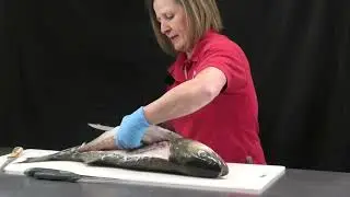 Skin and Trim Fish for a Healthy Fillet: Cut the Fat to Cut the PCBs