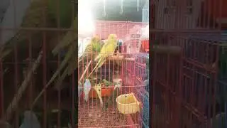 #birdsounds#photo#viralvideo