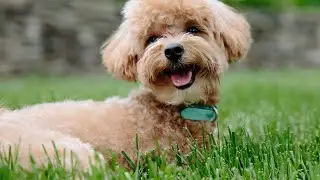 The Poodle History Personality and Characteristics