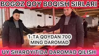 QOY BOQISH SIRLARI BOGOZ QOY BOQIB 1.OYDA 700 MING DAROMAD QILISH TOMOSHA QILING