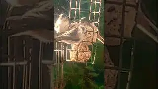 Long tailed tits... family feeding time #nature #birds #longtailedtits