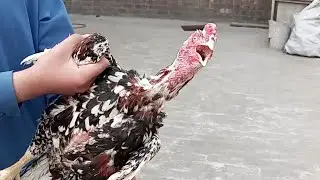 cock crying most funny video- Angry cock crying - funny video