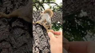 Seconds before disaster *almost with Squirrel Baby Deuce #animals #friends #fail #funny #save #feed