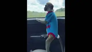 Monkey car ride  go to home 🏡 🤣😹# monkey life good 😹#viral