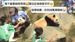 ｜家姐細佬盈盈同場｜10月11日. 萬千寵愛細佬得得.兩位近身檢查牙仔｜按摩咁嘆，趴到成隻燒豬咁｜Ocean Park｜香港大熊貓｜海洋公園｜遊遊蕩蕩放空記｜加加得得｜樂樂｜팬더｜パンダ｜