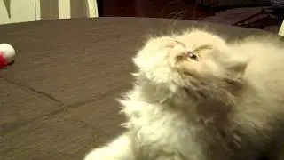 Cream Tabby And White Persian Kitten