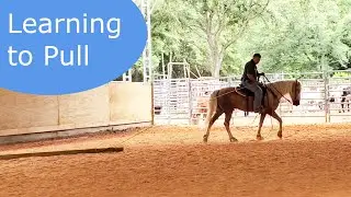 Versatility Ranch Horse Training