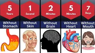 How Long Human Can Survive Without Organs