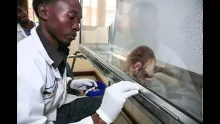 Крысы, вынюхивающие бомбы