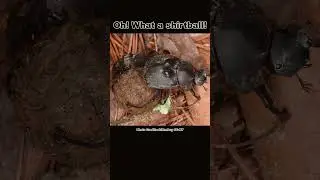Rolling Up a Ball of Poop! Humpback  Dung Beetle