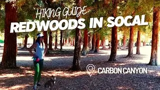 Carbon Canyon Redwoods Hiking Guide - Orange County's Hidden Gem