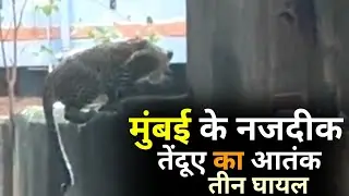 भायंदर में रिहायशी इमारत में घुसा तेंदुआ, तीन लोग घायल, इलाके में दहशत