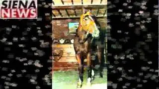 Panezio, il grande cavallo del Palio di Siena 