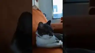 Chat qui &agrave; peur d'un Orage