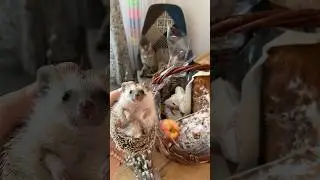 В этот светлый день домашние питомцы тоже встречают Пасху #cute #hedgehog #ёжик #пасха #животные