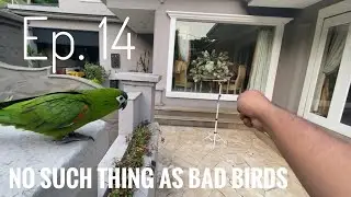 No Such Thing ad Bad Birds | Ep. 14 - Basic daily training with Hahns Macaw. Recall & trick training