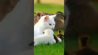 She Stayed Close Every Day &mdash; A Gentle Bond Between Different Lives 🐱🦆
