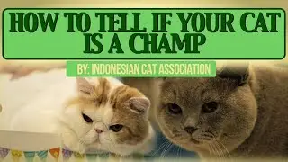 How To Tell If Your Cat Is A Champ