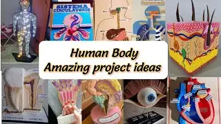 Human body important project ideas |Science fair Projects ideas |Biology project ideas|#projectideas