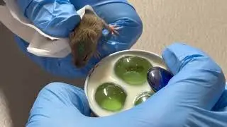 Tucson Wildlife Center - Patient of the Week, 12/12/2025, Newborn Mice