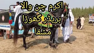 akram chan wala mushka horse  Nurpurthal neza Bazi par aaya hua tha 2023