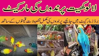 Lalukhet Birds Market Latest Update | Birds price Update | Karachi Birds Info