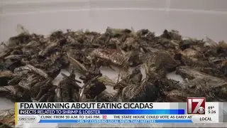 FDA warning about eating cicadas