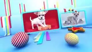 chihuahua club